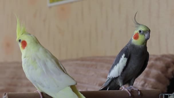 Detailní Záběry Roztomilých Papoušků Sedí Kleci Roztomilé Ptáci Sedí Pár — Stock video