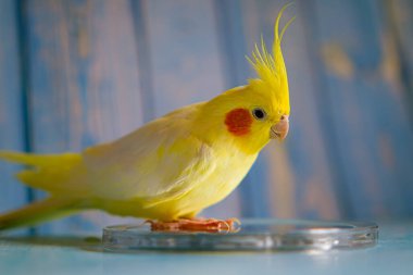 Güzel bir kuş fotoğrafı. Komik papağan. Cockatiel papağanı. Evcil sarı kuş. Güzel tüyler. Şirin papağan. Ciltli bir kuş.