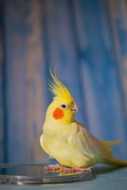 Sarı papağan papağanı. Şirin papağan. Evcil hayvan papağanı. En iyi papağan. Güzel bir kuş fotoğrafı. Komik papağan papağanı. Ev hayvanı sarı kuş. Güzel tüyler. Hayvan sevgisi.