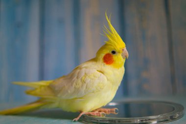 Sarı papağan papağanı. Şirin papağan. Evcil hayvan papağanı. En iyi papağan. Güzel bir kuş fotoğrafı. Komik papağan papağanı. Ev hayvanı sarı kuş. Güzel tüyler. Hayvan sevgisi.