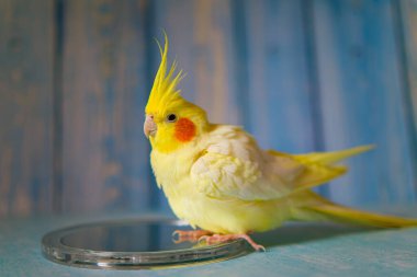 Sarı papağan papağanı. Şirin papağan. Evcil hayvan papağanı. En iyi papağan. Güzel bir kuş fotoğrafı. Komik papağan papağanı. Ev hayvanı sarı kuş. Güzel tüyler. Hayvan sevgisi.