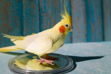 Sarı papağan papağanı. Şirin papağan. Evcil hayvan papağanı. En iyi papağan. Güzel bir kuş fotoğrafı. Komik papağan papağanı. Ev hayvanı sarı kuş. Güzel tüyler. Hayvan sevgisi.