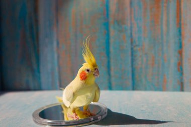 Güzel bir kuş fotoğrafı. Komik papağan. Cockatiel papağanı. Evcil sarı kuş. Güzel tüyler. Şirin papağan. Ciltli bir kuş.