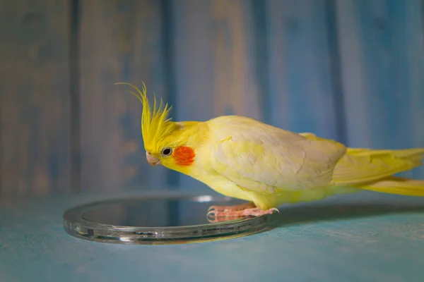Foto Bonita Bird Funny Papagaio Parrot Cockatiel Animal Estimação Amarelo — Fotografia de Stock