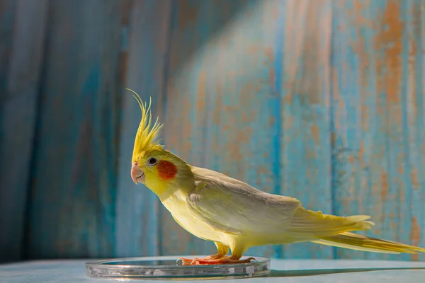 Жовтий Коктейльний Папуга Милий Коктейль Домашній Домашній Папуга Кращий Коктейль — стокове фото