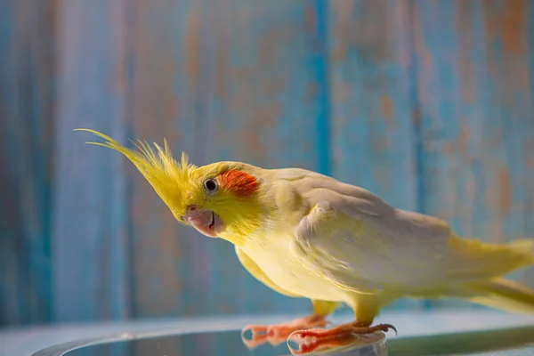 Beautiful Photo Bird Funny Parrot Cockatiel Parrot Home Pet Yellow — Stock Photo, Image