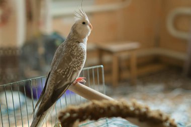 Gri papağan. Corella papağanı. Evcil papağan. Beyaz yüzlü papağan. Kuşbilim. Komik papağan. Evcil kuş. Şirin papağan..