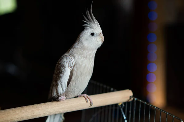 かわいいペットのオウム 背景に美しい鳥のクローズアップ グレーのオウム コーラの鳥ペットのカクテルのパロット 白い顔のカクテル 美しいかわいい鳥のカクテル 鳥の美しい写真 Ornithology面白いパロット 病気の足で家のペットの鳥 — ストック写真