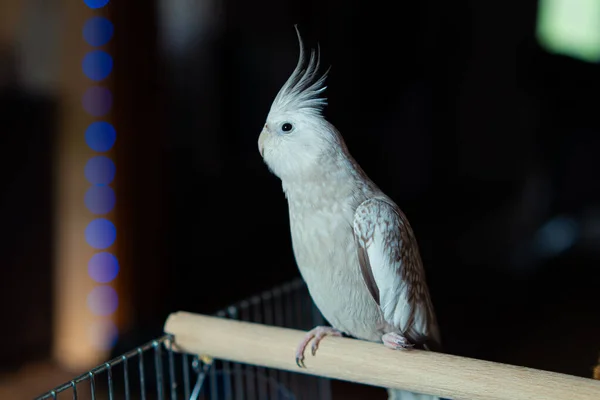 Aranyos Papagáj Szoros Madár Elmosódott Hátteren Szürke Papagáj Corella Madárd — Stock Fotó