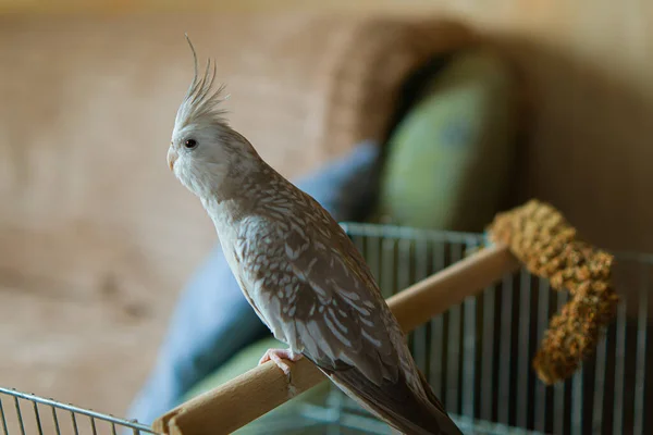 Graupapagei Corella Papagei Pet Nymphensittich Weißgesichtiger Nymphensittich Schöne Süße Bird — Stockfoto