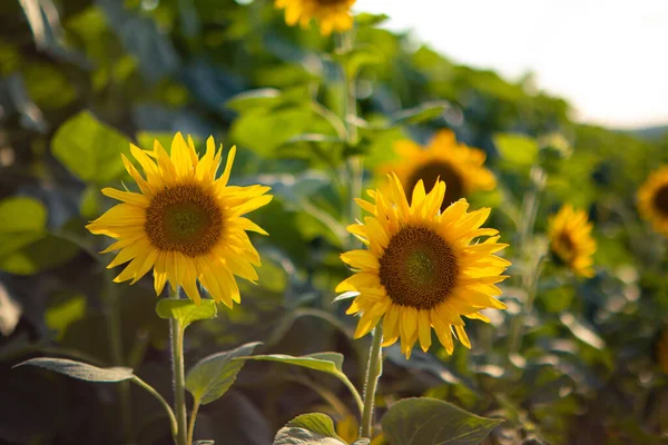 stock image Sunflowers harvest.Sunflowers field in Ukraine.sunflowers harvest.young sunflower.sunflower field in Ukraine.Sunflower oil production.caring for field with harvest.small helianthus.agronomy.farming.wallpaper.harvest.helianthus in flied.plant.