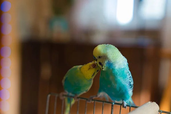 Komik Papağan Sevimli Papağan Şirin Muhabbet Kuşu Hayvanlara Sevgi Ilgi — Stok fotoğraf