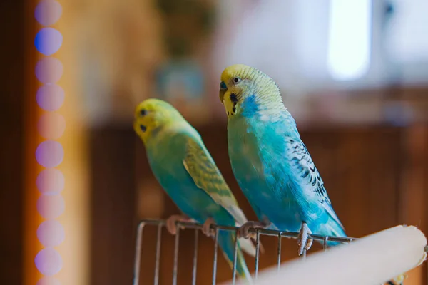 Милі Папуги Крупним Планом Красиві Птахи Розмитому Фоні — стокове фото