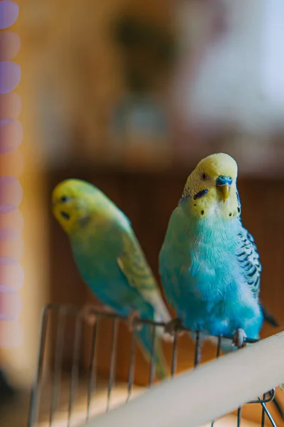 Bulanık Arka Planda Güzel Kuşlara Yakın Çekim Komik Papağan Evcil — Stok fotoğraf