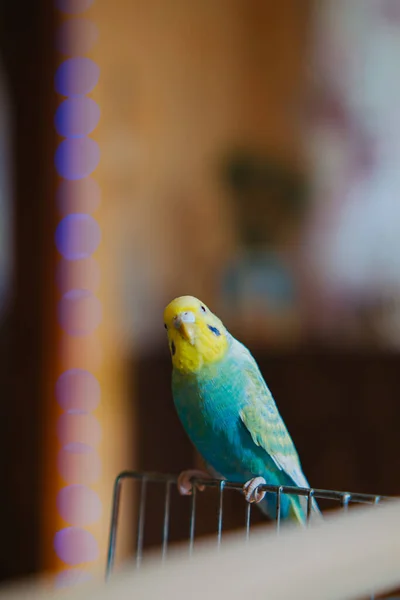 Pet Parrot Cute Budgerigar Ornithology Love Cuidado Para Animals Cage — Fotografia de Stock