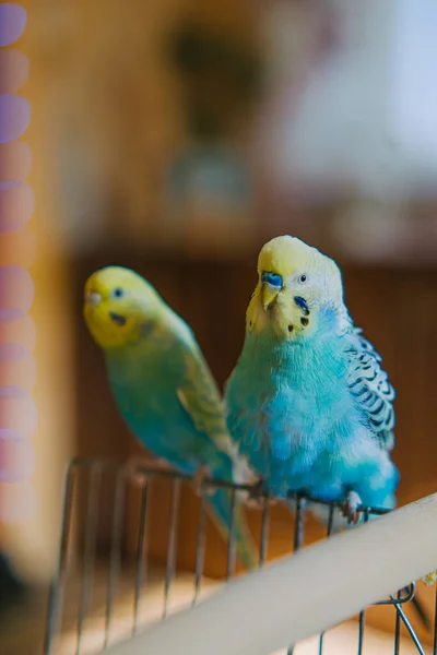 Lustige Papageien Pet Papageien Niedlicher Wellensittich Liebe Und Pflege Für — Stockfoto