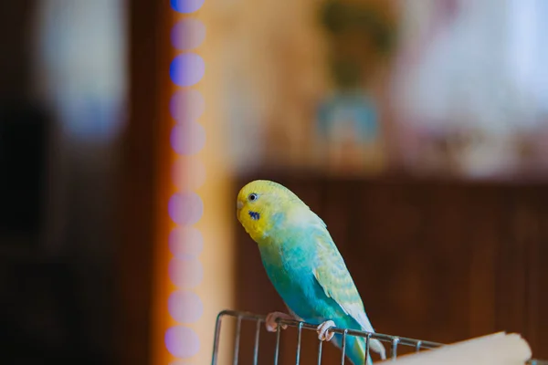 Legrační Papoušk Pet Papoušk Roztomilý Budgerigar Ornitology Love Péče Zvířata — Stock fotografie