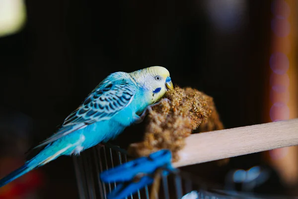 Смішний Папуга Милий Папуга Домашніх Тварин Budgerigar Feeding Fun Parrot — стокове фото