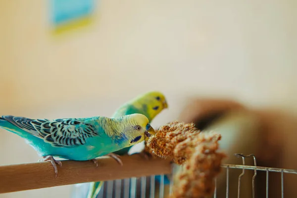 Papagáj Gyönyörű Madarak Etetés Papagáj Eszik Spikelet Vicces Papagáj Kisállat — Stock Fotó