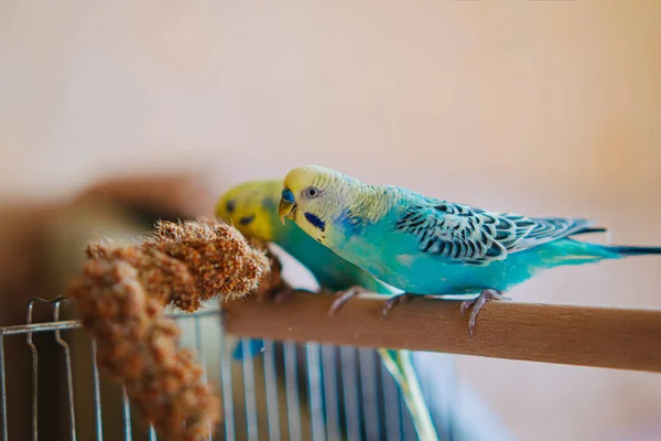 Şirin Hayvan Papağanları Güzel Kuşlar Besleniyor Komik Papağanlar Şirin Papağanlar — Stok fotoğraf