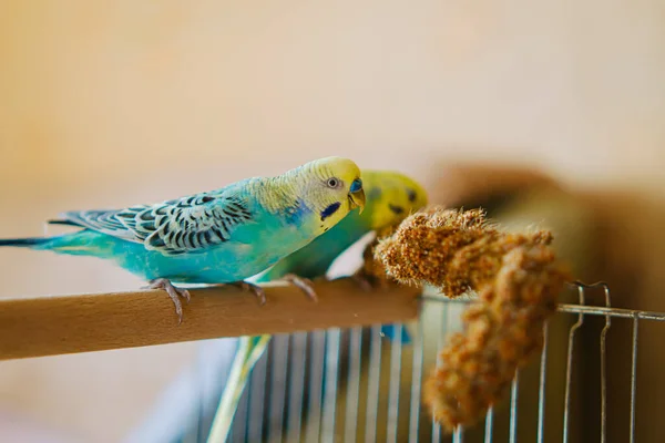 Милі Домашні Тварини Папуги Птахи Сидять Клітці Їдять Веселий Папуга — стокове фото