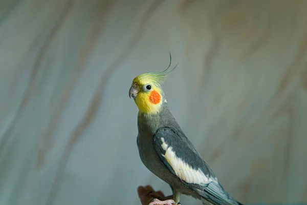 stock image Beautiful photo of a bird. Ornithology.Funny parrot.Cockatiel parrot.Home pet yellow bird.Beautiful feathers.Love for animals.Cute cockatiel.Home pet parrot.A bird with a crest.Natural color.Birdie.