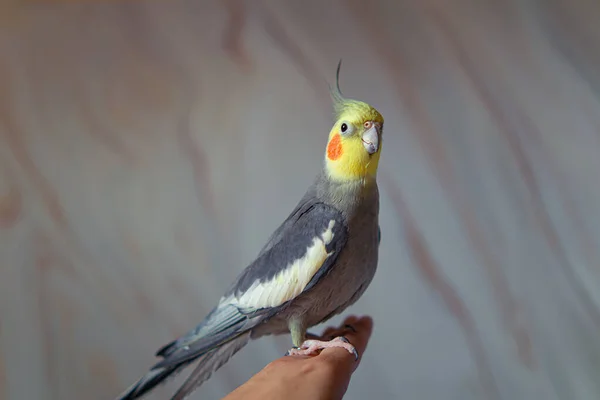 Милий Домашній Папуга Красива Пташка Красива Фотографія Птаха Орнітологія Смішний — стокове фото