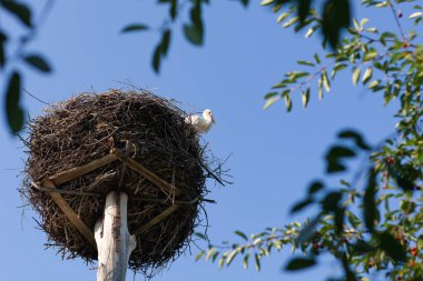 Yuvadaki leylek. Mavi gökyüzünün arka planına karşı yuvada iki leylek yumurtadan çıkıyor. Yuvadaki leylekler. Doğadaki leylekler. Çevresel koruma. Yaban kuşları.