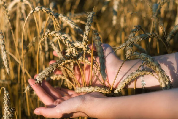 Mulher Campo Com Trigo Hands Harvesting Wheat Ukrainian Wheat Hand — Fotografia de Stock