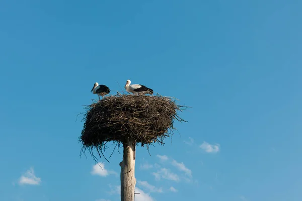 nest of storks.a blue sky in the background.two storks in the nest against the background of the blue sky, hatching eggs.couple of storks in the nest.storks in nature.environmental protection.wild birds.chick care.bird migration.Ukraine.family symbol