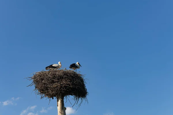 stork nest and a stork in the nest.two storks in the nest against the background of the blue sky, hatching eggs.couple of storks in the nest.storks in nature.environmental protection.wild birds.chick care.bird migration.Ukraine.birdy.family symbol