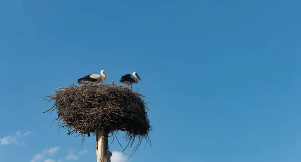 Flock Fåglar Himlen Två Storkar Boet Mot Bakgrund Den Blå — Stockfoto