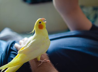 Güzel bir kuş fotoğrafı. Komik papağan. Cockatiel papağanı. Evcil sarı kuş. Güzel tüyler. Şirin papağan. Tepeli bir kuş. Doğal renk..