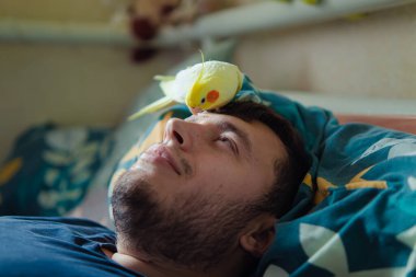 Evcil hayvanının sahibi. Komik papağan papağanı. Güzel bir kuş fotoğrafı. Kuşbilimi. Komik papağan. Cockatiel papağanı. Evcil hayvan kuşu. Hayvanlara bayılırım.