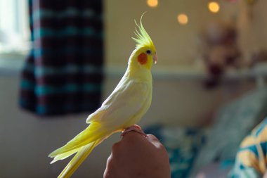 Güzel bir kuş fotoğrafı. Komik papağan. Cockatiel papağanı. Evcil sarı kuş. Güzel tüyler. Şirin papağan. Tepeli bir kuş. Doğal renk..