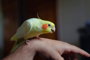 Güzel bir kuş fotoğrafı. Komik papağan. Cockatiel papağanı. Evcil sarı kuş. Güzel tüyler. Şirin papağan. Tepeli bir kuş. Doğal renk..