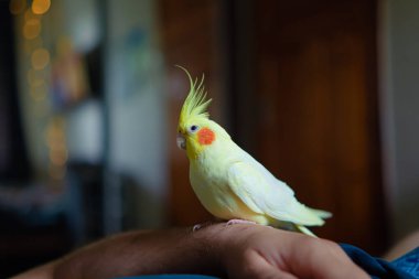 Güzel bir kuş fotoğrafı. Komik papağan. Cockatiel papağanı. Evcil sarı kuş. Güzel tüyler. Şirin papağan. Tepeli bir kuş. Doğal renk..