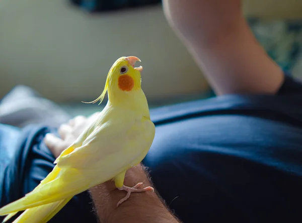 Schönes Foto Von Einem Vogel Lustiger Papageien Kakaduspapage Heimtier Gelber — Stockfoto