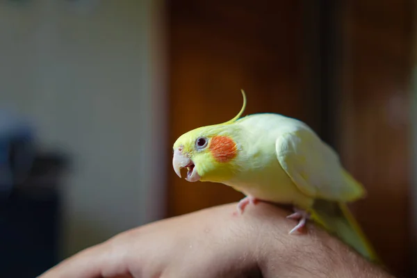 Foto Bonita Bird Funny Papagaio Parrot Cockatiel Animal Estimação Amarelo — Fotografia de Stock