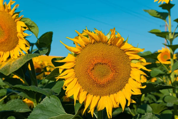 agricultural business.sunflower oil production.sunflower harvest.sunflower field.farming and agronomy in ukraine.sunflower promotion.yellow field.young harvest.sunflowers wallpaper.big field.summer