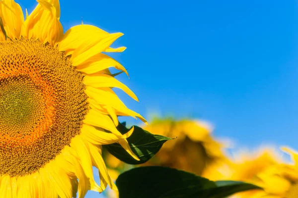 agricultural business.sunflower oil production.sunflower harvest.sunflower field.flower close-up.farming and agronomy in ukraine.sunflower promotion.yellow field.young harvest.sunflowers wallpaper.