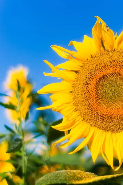 agricultural business.sunflower oil production.sunflower harvest.sunflower field.flower close-up.farming and agronomy in ukraine.sunflower promotion.yellow field.young harvest.sunflowers wallpaper.