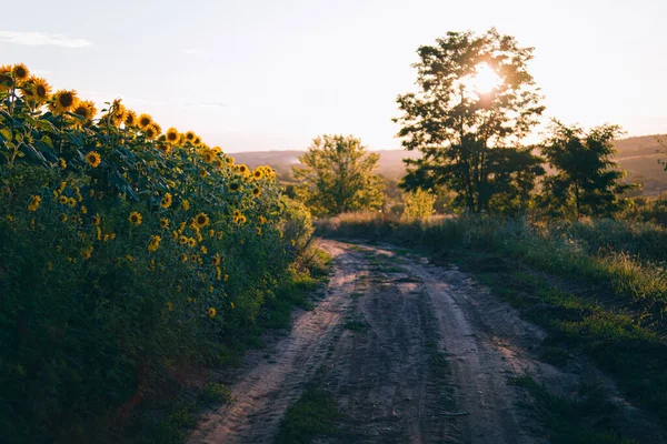 stock image sunflowers.road in the field of sunflowers.landscape at sunset in the field.the way forward.ukrainian field.agricultural business.agronomist.farming.young sunflower.dirt road.Ukrainian village.rural.