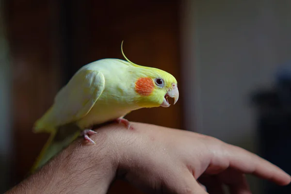 Schönes Foto Von Einem Vogel Lustiger Papageien Kakaduspapage Heimtier Gelber Stockbild