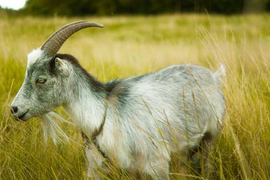 Tarlada sevimli bir beyaz keçi. Çiftlik keçileri, keçi sütü. Şirin keçi çiftlikleri. Evcil keçiler, komik keçiler. Güzel keçiler. Hayvan bakımı. Hayvan sevgisi. Hayvan sevgisi. Hayvan yürüyüşleri. Sığır otlatıyor.