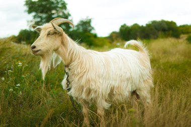 Tarlada sevimli bir beyaz keçi. Çiftlik keçileri, keçi sütü. Şirin keçi çiftlikleri. Evcil keçiler, komik keçiler. Güzel keçiler. Hayvan bakımı. Hayvan sevgisi. Hayvan sevgisi. Hayvan yürüyüşleri. Sığır otlatıyor.