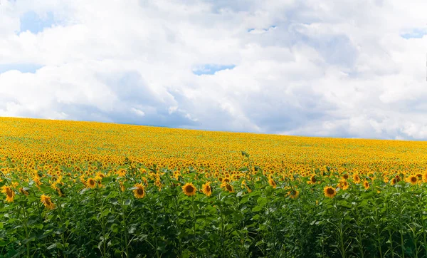 sunflower field and cloudy sky.huge field with sunflowers and blue beautiful sky.agricultural business.sunflower oil production.sunflower harvest.sunflower field.farming and agronomy in ukraine.sunflower promotion.yellow field.