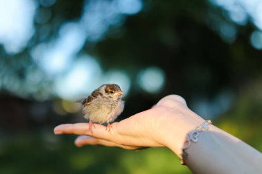 Eldeki zavallı serçe. Hayvanlara ve kuşlara yardım et. Kuş el üstünde oturur. Küçük serçe. Hayvan kurtarıcı.Ornithogoloji. serçe fledling..