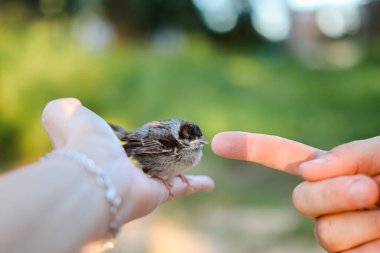 Eldeki zavallı serçe. Hayvanlara ve kuşlara yardım et. Kuş el üstünde oturur. Küçük serçe. Hayvan kurtarıcı.Ornithogoloji. serçe fledling..