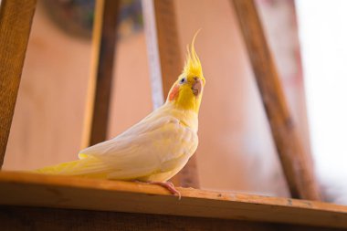 Sarı papağan. Şirin papağan. Evcil hayvan papağanı. En iyi papağan. Güzel bir kuş fotoğrafı. Komik papağan.